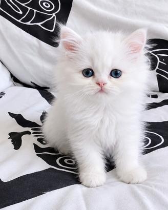 Cuccioli di gattini persiani