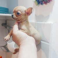 Chihuahua cuccioli