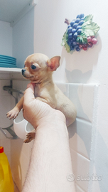 Chihuahua cuccioli