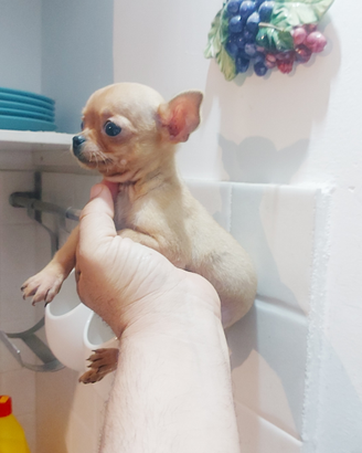 Chihuahua cuccioli