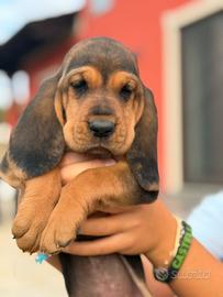 Cuccioli Bruno sant'uberto