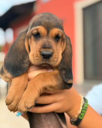 Cuccioli Bruno sant'uberto
