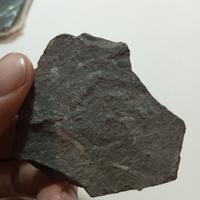 lotto fossili esteri