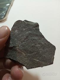 lotto fossili esteri