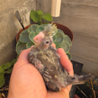 Calopsite da imbecco ancestrale