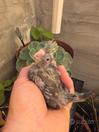 Calopsite da imbecco ancestrale