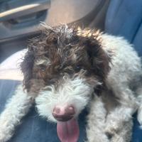 Lagotto romagnolo