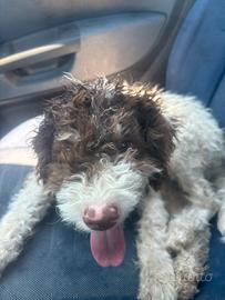 Lagotto romagnolo