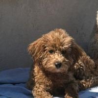 Barboncino nano disponibile per monta