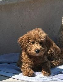 Barboncino nano disponibile per monta