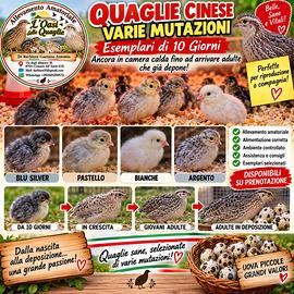 Quaglie cinese