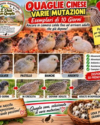 Quaglie cinese