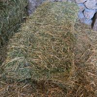 Fieno di erba medica in ballette da 25/30kg –