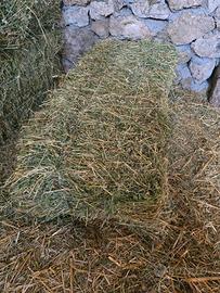 Fieno di erba medica in ballette da 25/30kg –
