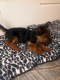 Yorkshire terrier