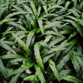 Cryptocoryne Costata