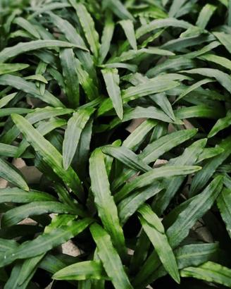 Cryptocoryne Costata