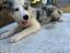 Immagine 3