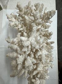 Corallo bianco ELKHORN naturale acropora