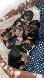 Cuccioli di pinscher nano