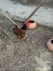 Galli/ galline / pulcini
