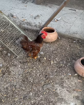 Galli/ galline / pulcini