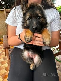 Cucciola di Pastore Tedesco - German Shepherd