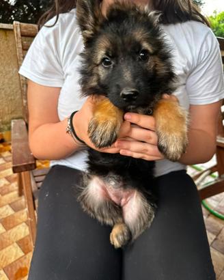 Cucciola di Pastore Tedesco - German Shepherd