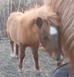 Pony femminuccia (SHETLAND)