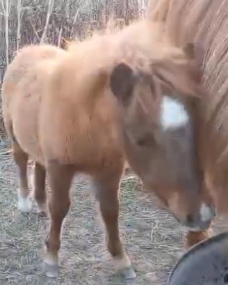Pony femminuccia (SHETLAND)