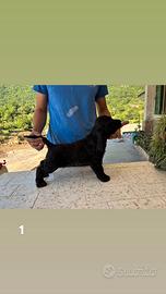 Cocker cuccioli