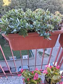 piante da balcone