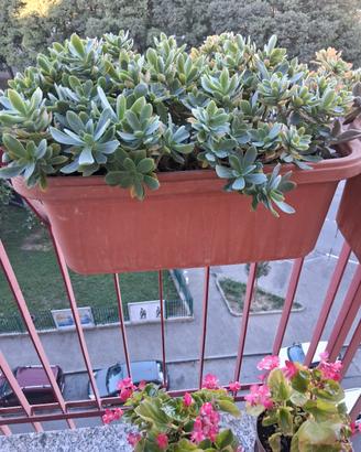 piante da balcone
