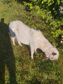 Pony olandese