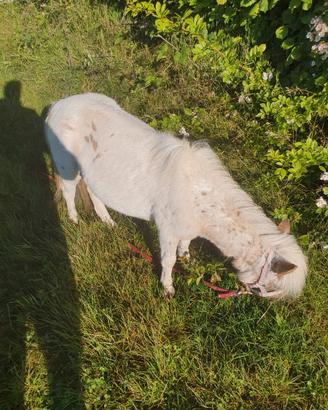 Pony olandese