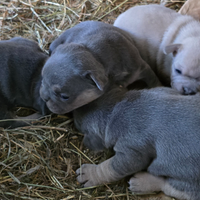 Cuccioli di bulldog francese