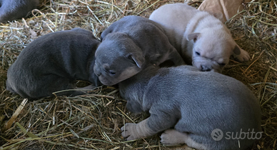 Cuccioli di bulldog francese