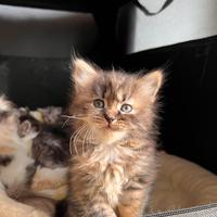 Gattini incrocio siberiano