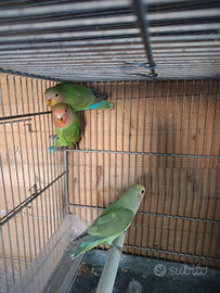 Inseparabili roseincollis