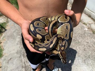 Serpente Pitone Regius