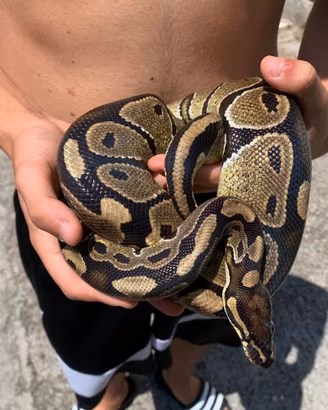 Serpente Pitone Regius