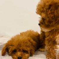 Cavapoo femmine