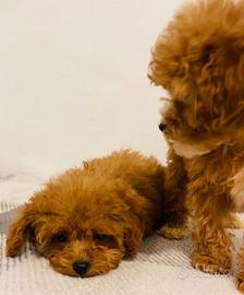 Cavapoo femmine