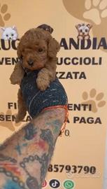 barboncino Toy Red 2M 2F anche a rate x settembre 