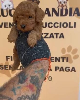 barboncino Toy Red 2M 2F anche a rate x settembre 