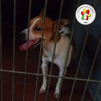 LUPIN dolce mix Jack Russel