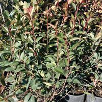 photinia