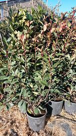 photinia