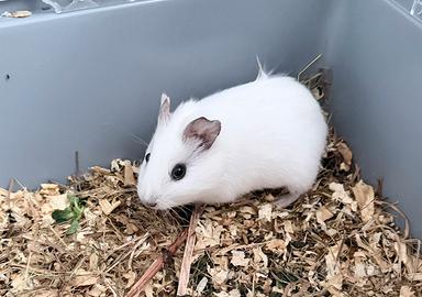 Cucciolo cavia