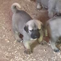 Cuccioli kangal